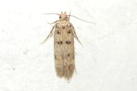 Bryotropha