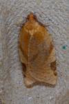 Paramesia gnomana