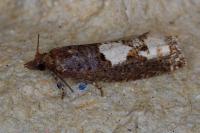 Epinotia trigonella