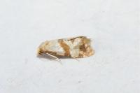 Phalonidia contractana