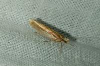 Ypsolopha parenthesella