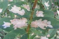 Parectopa robiniella