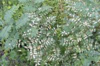 Parectopa robiniella