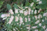 Parectopa robiniella