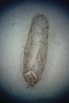 Depressaria douglasella