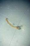 Depressaria douglasella
