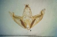 Depressaria douglasella