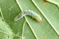 Diurnea fagella