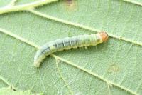 Diurnea fagella
