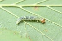 Diurnea fagella