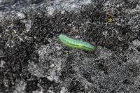 Emmelina monodactyla