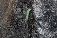 Emmelina monodactyla
