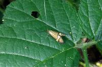 Nemophora degeerella