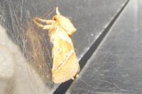 Triodia sylvina