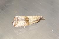 Celypha striana