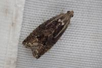 Cydia splendana