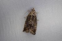 Cydia splendana