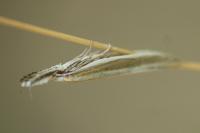 Pleurota aristella