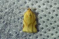 Paramesia gnomana