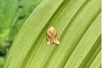 Clepsis steineriana