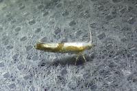 Argyresthia