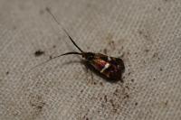 Adela australis