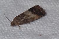 Cydia splendana