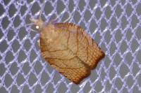 Pandemis corylana