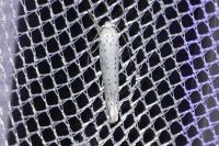 Yponomeuta evonymella