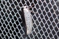 Yponomeuta evonymella