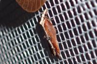 Acleris cristana