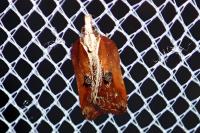 Acleris cristana
