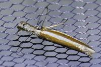 Pleurota aristella