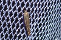 Scythris
