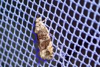 Eudemis profundana