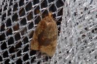 Epagoge grotiana