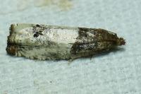 Notocelia roborana