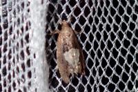 Epinotia brunnichana
