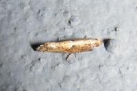 Acrolepiopsis vesperella