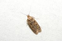 Hofmannophila pseudospretella