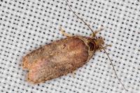 Agonopterix cnicella