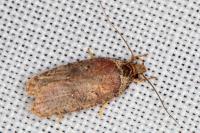 Agonopterix cnicella