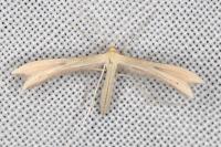 Tabulaephorus punctinervis