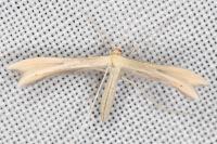 Tabulaephorus punctinervis
