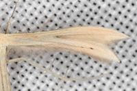Tabulaephorus punctinervis