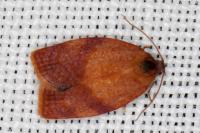 Cacoecimorpha pronubana