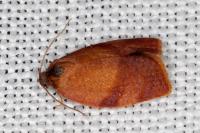 Cacoecimorpha pronubana