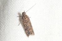 Teleiopsis diffinis