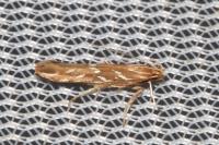 Pyroderces argyrogrammos