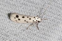 Ethmia dodecea